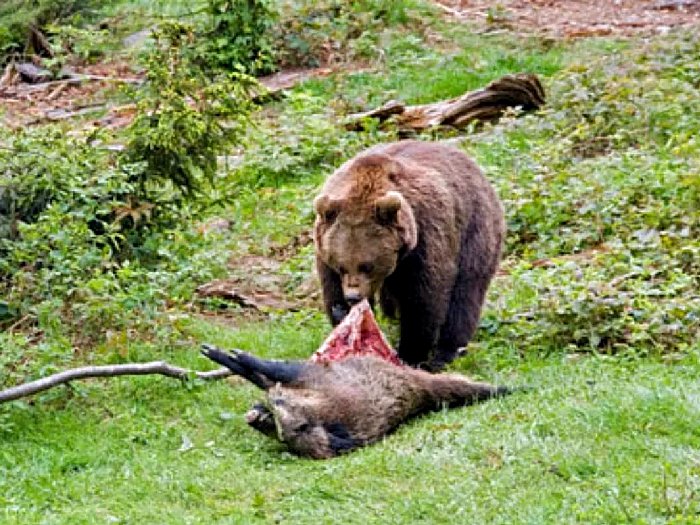 Сибирский-медведь-Описание-и-образ-жизни-сибирского-медведя-3